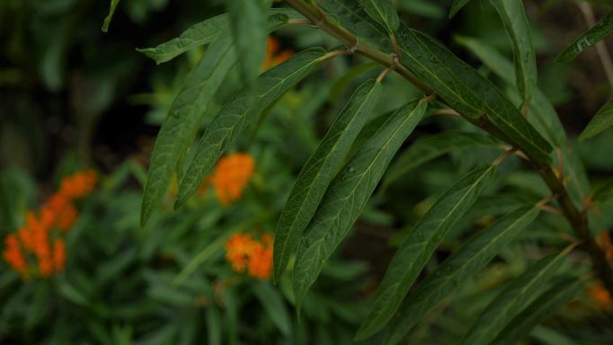 Get It Growing: How to help the monarchs 